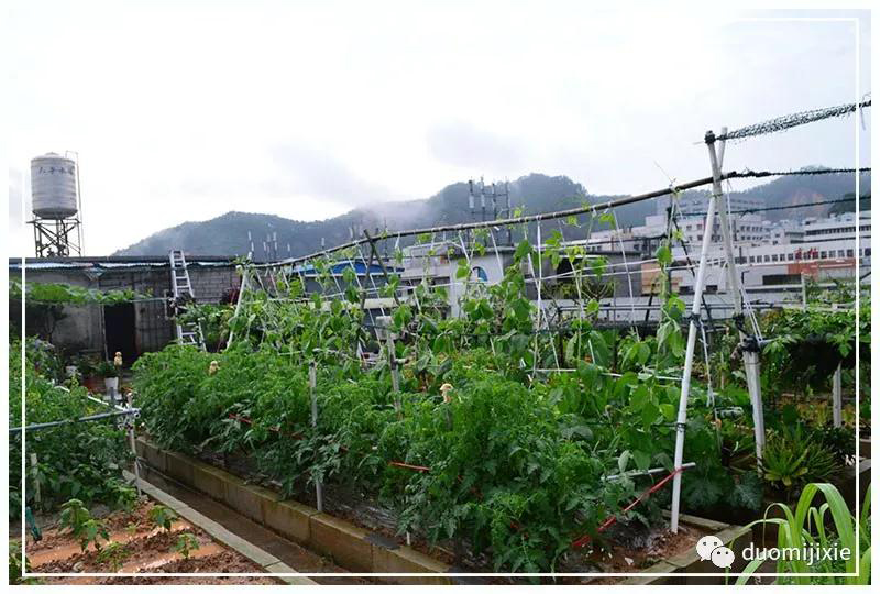 聽說了嗎，多米居然開始搞副業了？